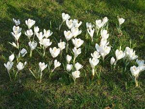 crocuses in Paris