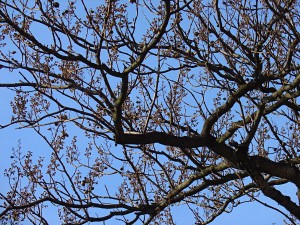 blue trees