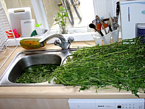 rocket salad being picked and revived in cold water